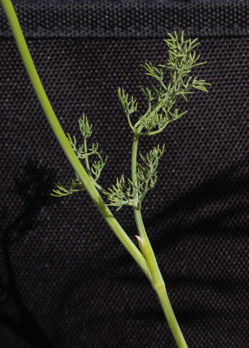 Image of Ridolfia segetum specimen.