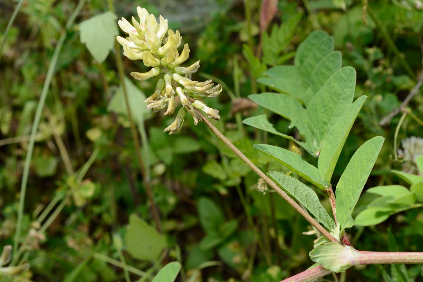 Image of Astragalus glycyphyllos specimen.