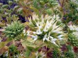 Cousinia triflora. Часть соцветия цветущего растения. Казахстан, Чу-Илийские горы, близ перевала Курдай. 21.06.2022.