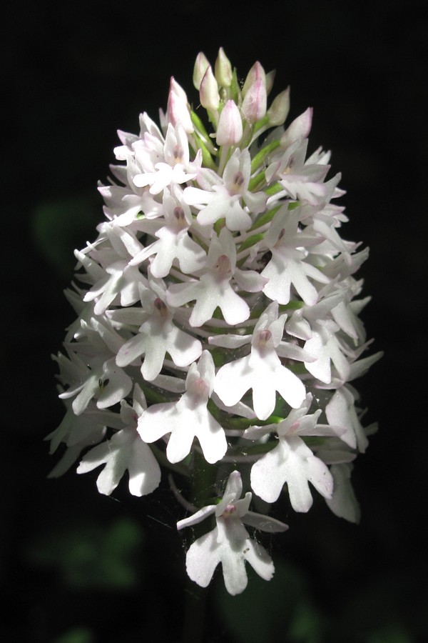 Изображение особи Anacamptis pyramidalis.
