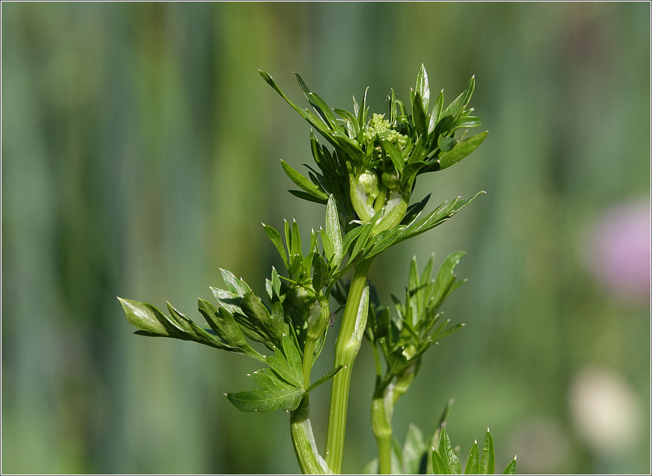 Изображение особи Petroselinum crispum.