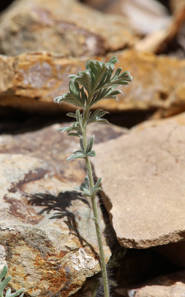 Изображение особи Potentilla sericea.