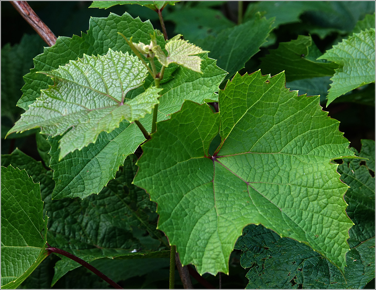 Изображение особи Vitis vinifera.