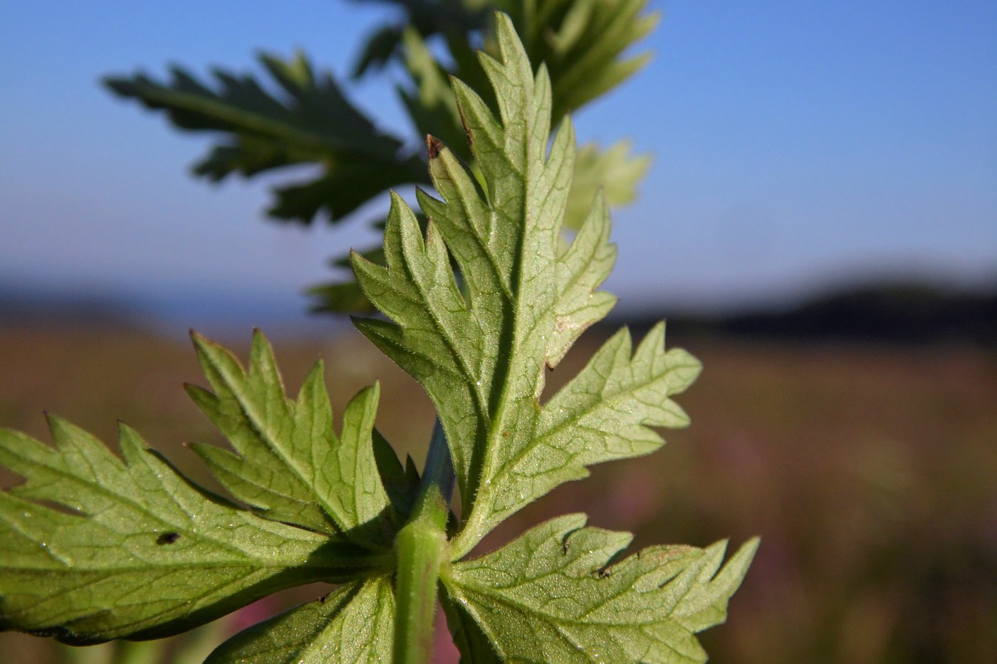 Изображение особи Pimpinella rhodantha.