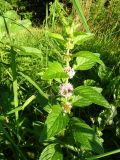 Mentha arvensis