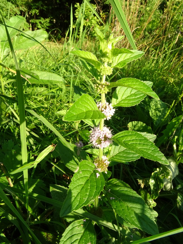 Image of Mentha arvensis specimen.