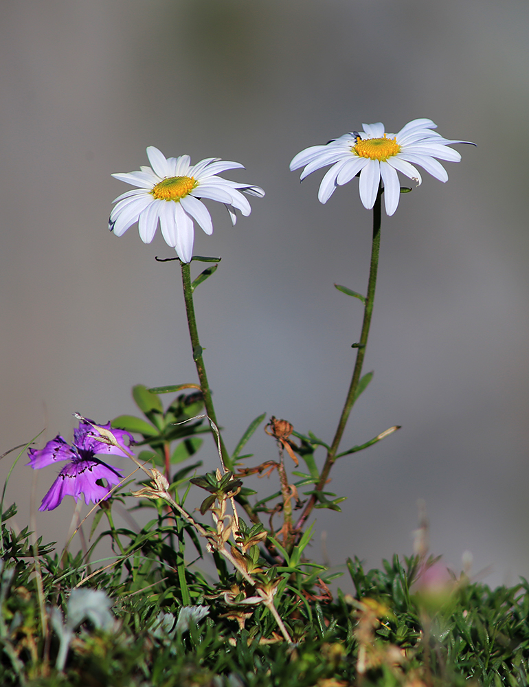 Image of Chrysanthemum coreanum specimen.