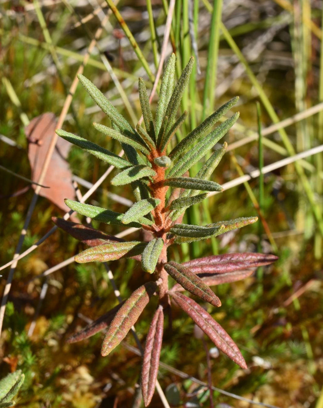 Image of Ledum palustre specimen.