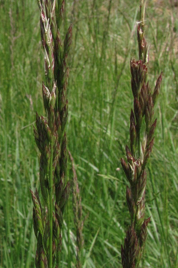 Изображение особи Festuca regeliana.