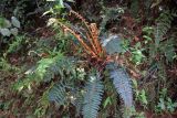 Polystichum squarrosum