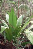 Johannesteijsmannia altifrons. Вегетирующее растение. Малайзия, штат Саравак, национальный парк \"Бако\". 01.05.2008.