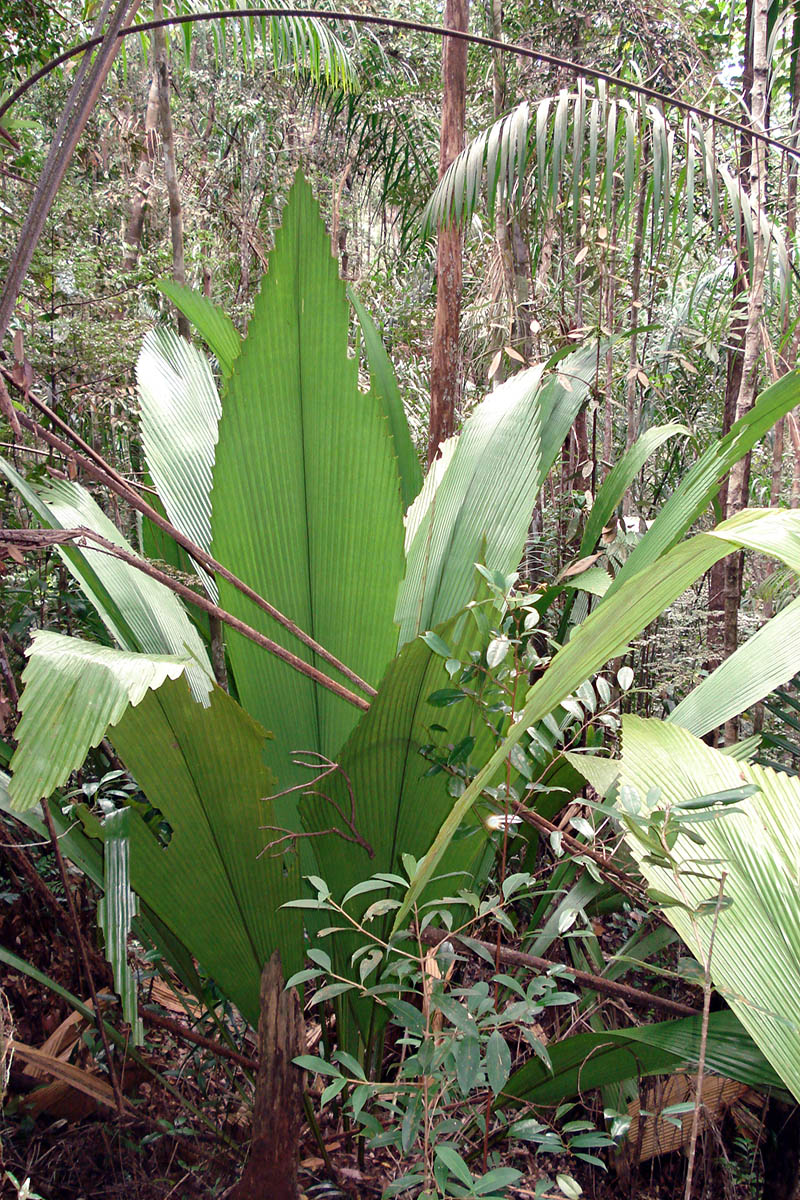 Image of Johannesteijsmannia altifrons specimen.