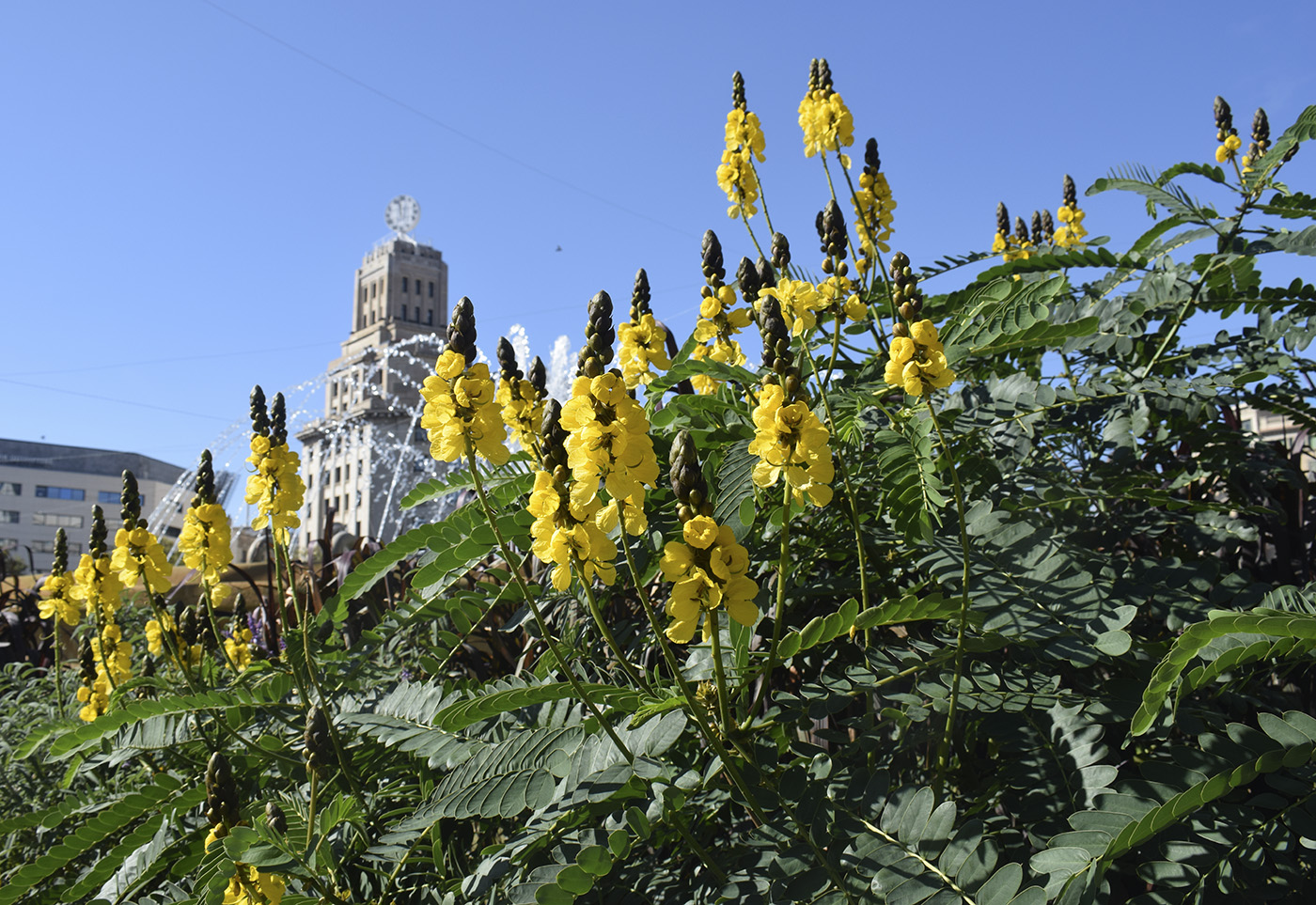 Image of Senna didymobotrya specimen.