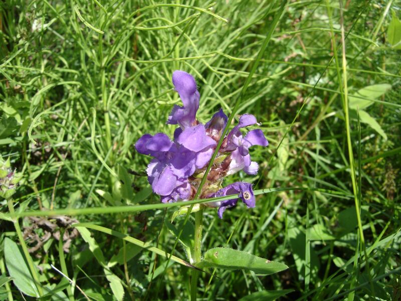 Image of Prunella grandiflora specimen.