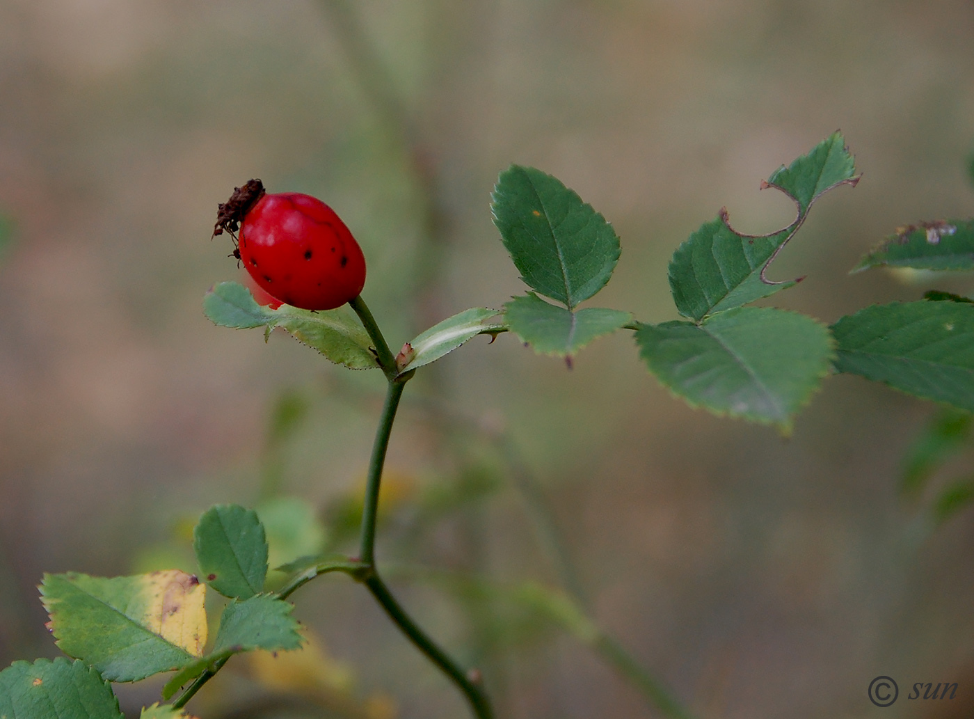 Image of Rosa canina specimen.