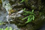 Woodsia pinnatifida