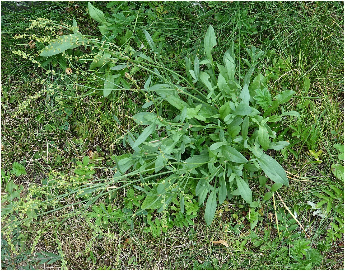 Изображение особи Rumex acetosella.