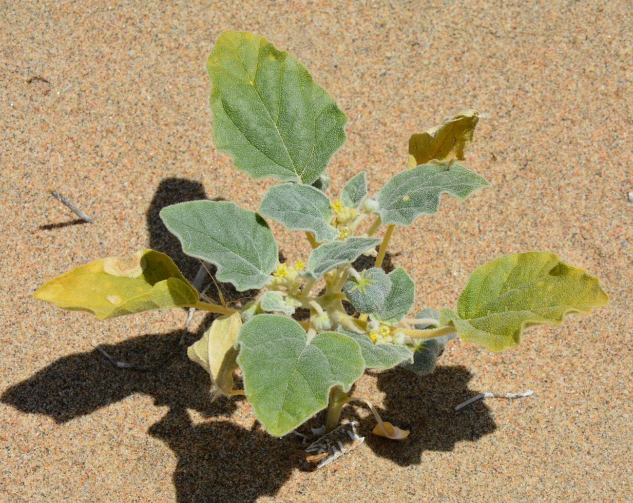 Image of Chrozophora sabulosa specimen.