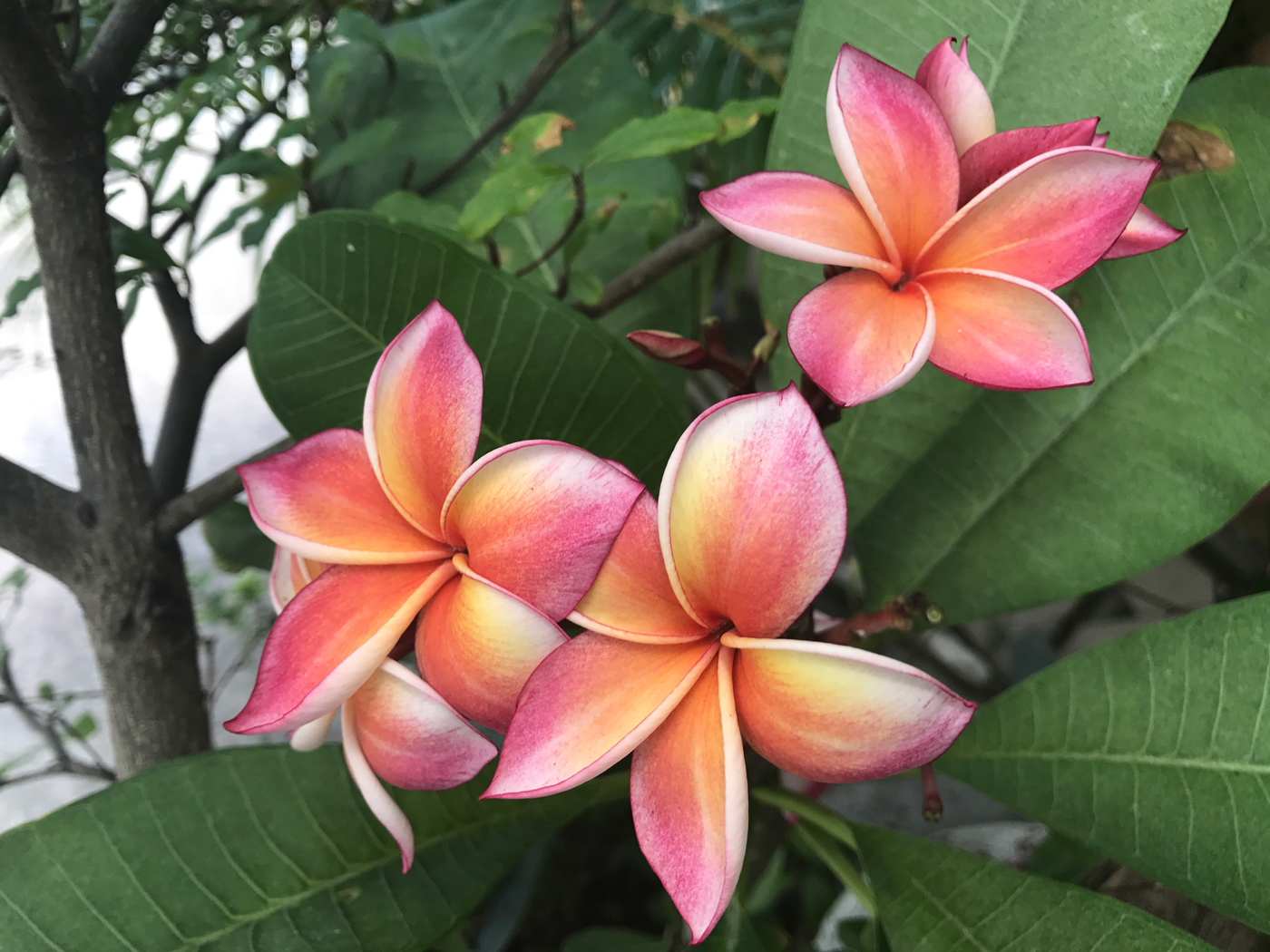 Изображение особи Plumeria rubra.