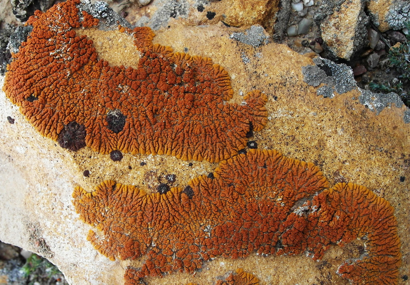 Image of Caloplaca trachyphylla specimen.