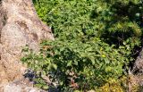 Sorbus alnifolia. Вегетирующее растение в сообществе с Pinus koraiensis и Rhododendron. Приморье, окр. г. Находка, гора Памятник, скальный массив Замок, каменистый склон, у подножия скалы. 29.07.2021.