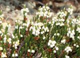 Cassiope ericoides. Цветущее растение. Якутия, Нерюнгринский р-н, перевал Тит, ~ 1500 м над уровнем моря. 26.06.2008.