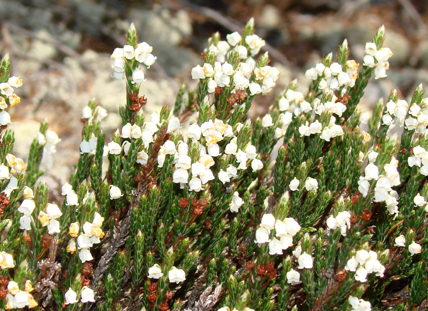 Изображение особи Cassiope ericoides.