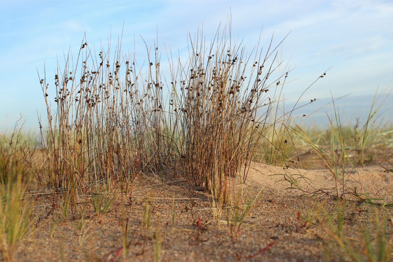 Image of Juncus &times; inundatus specimen.