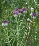 Centaurea apiculata