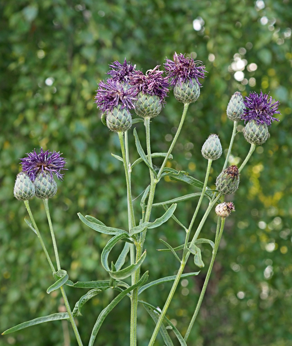 Изображение особи Centaurea apiculata.