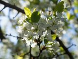 Prunus stepposa. Веточка с цветками. ДНР, Донецк, балка Бирючья, средняя часть, дно, берег ручья. 07.05.2021.