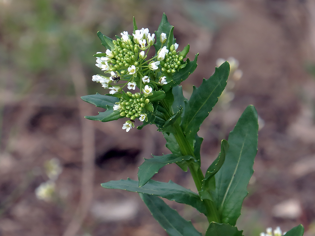 Image of Thlaspi arvense specimen.