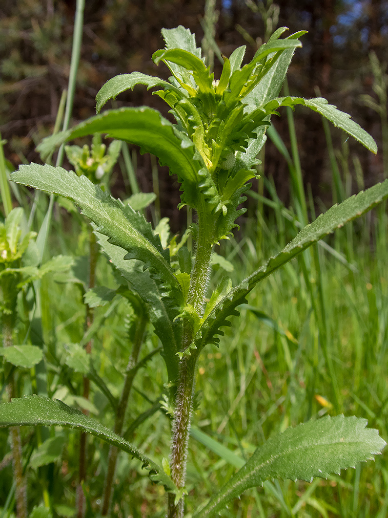 Image of Leucanthemum ircutianum specimen.