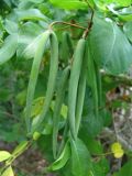 Periploca graeca