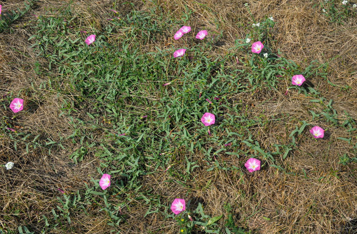 Image of Convolvulus chinensis specimen.