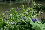 Symphytum asperum. Верхушка цветущего растения в сообществе с Petasites. Армения, обл. Тавуш, Дилижанский национальный парк, берег оз. Парз, ≈ 1300 м н.у.м., у воды. 22.06.2022.