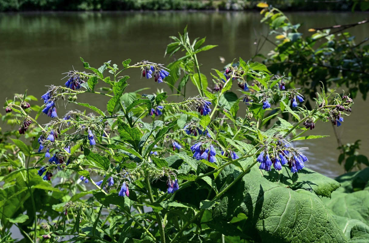 Изображение особи Symphytum asperum.