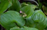 Maianthemum dilatatum