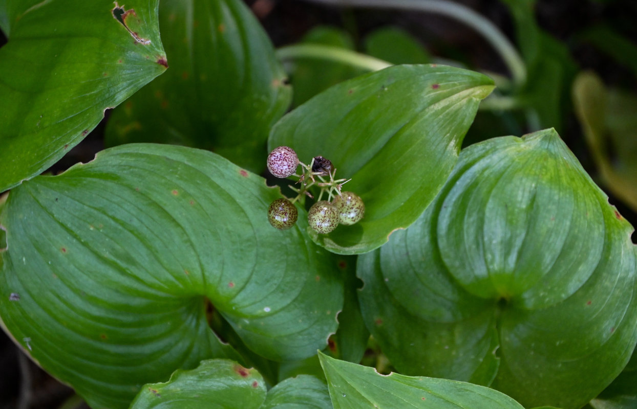 Image of Maianthemum dilatatum specimen.