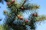 Picea форма glauca