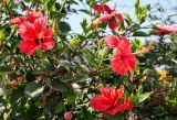 Hibiscus rosa-sinensis. Верхушки побегов с цветками. Египет, мухафаза Александрия, г. Александрия, в культуре. 02.05.2023.