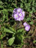 Primula algida. Соцветие (вид сверху). Узбекистан, Наманганская обл., Чаткальский хр., окр. оз. Арашан, около 2850 м н.у.м., на сазе. 23.06.2023.