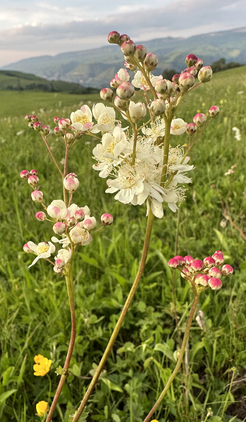 Image of Filipendula vulgaris specimen.