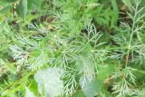 семейство Apiaceae
