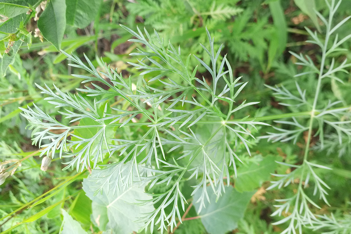 Изображение особи семейство Apiaceae.