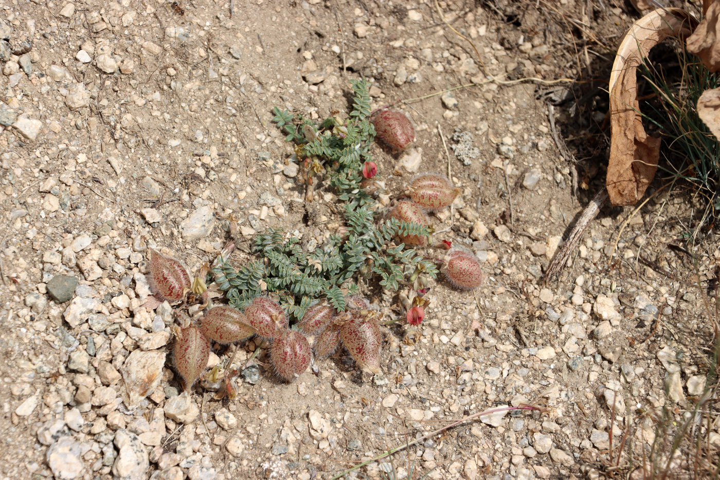 Image of Oxytropis submutica specimen.