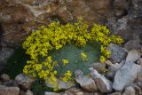 Draba mollissima