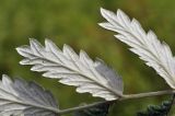 Potentilla discolor. Часть листа (вид снизу). Приморский край, Уссурийский гор. округ, окр. с. Монакино, сухой разнотравный луг на небольшой сопке. 01.07.2023.