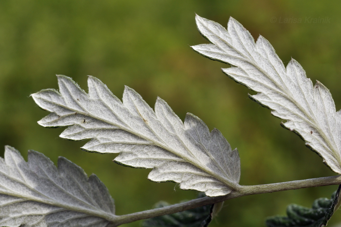 Image of Potentilla discolor specimen.