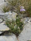 Allium lusitanicum